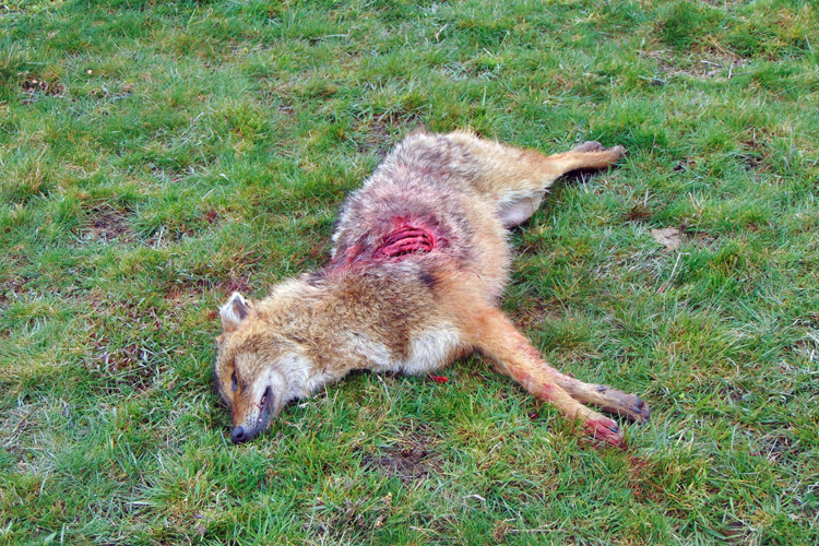 Șacal împușcat de vânători tocmai în comuna Fărcașa, aprilie 2023