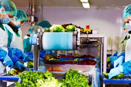 productie salate Eisberg Romania fabrica salate gata de consum