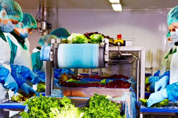 productie salate Eisberg Romania fabrica salate gata de consum