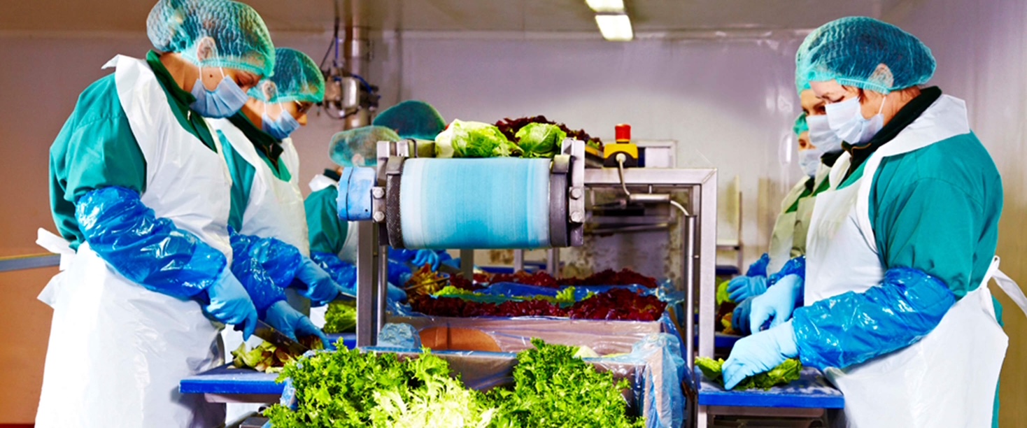 productie salate Eisberg Romania fabrica salate gata de consum