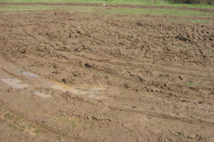 noroi stadion viseu de sus circ