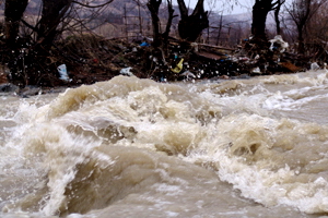 cod galben rau lapus pod catalina pod lapusel