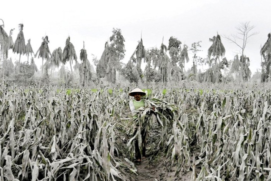 cenusa vulcanica depusa pe porumb, in indonezia