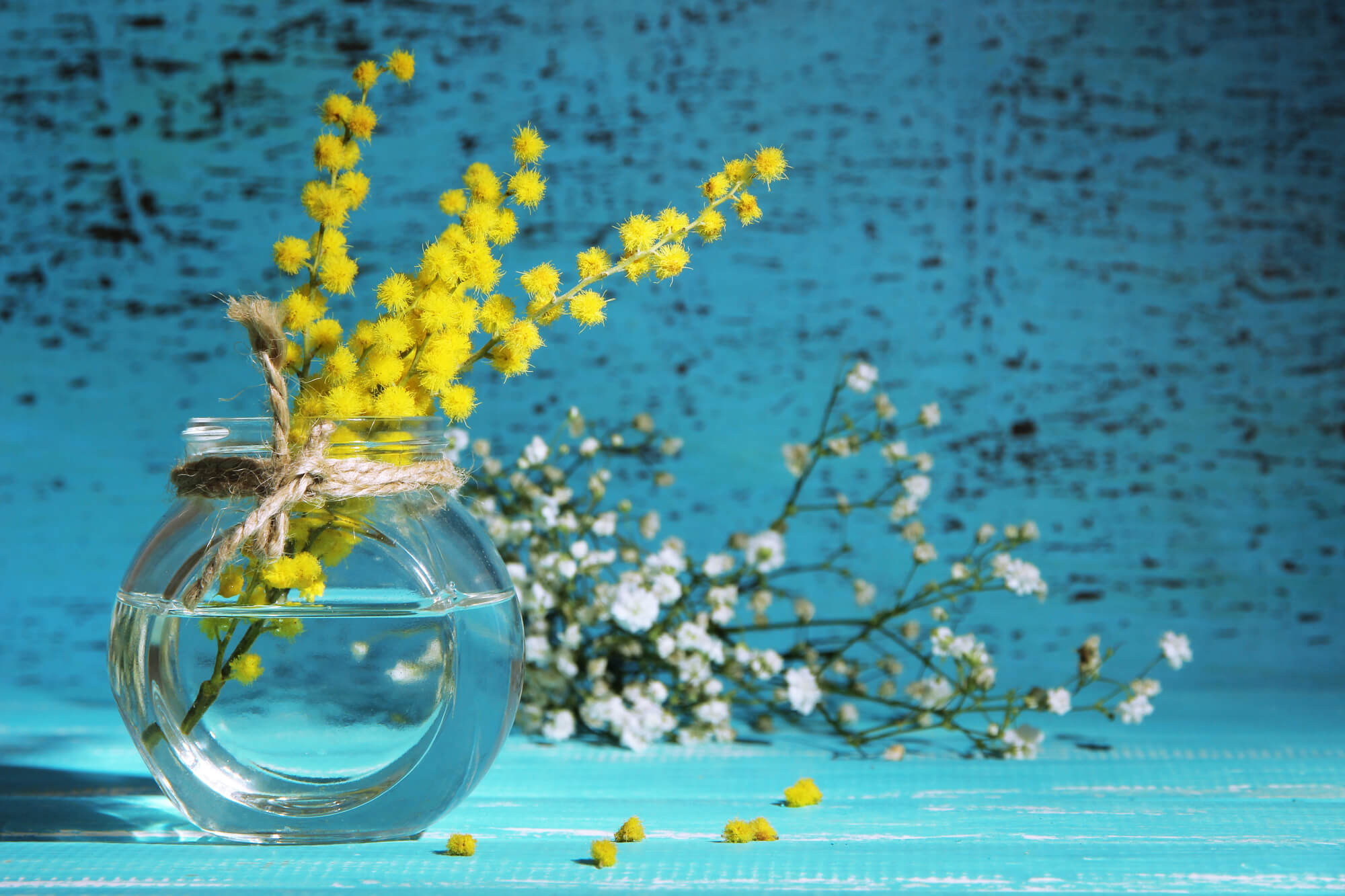 mimoza galbena simbol flori de 8 martie